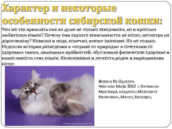 Характер и некоторые особенности сибирской кошки: Чем же так пришлась она по душе не