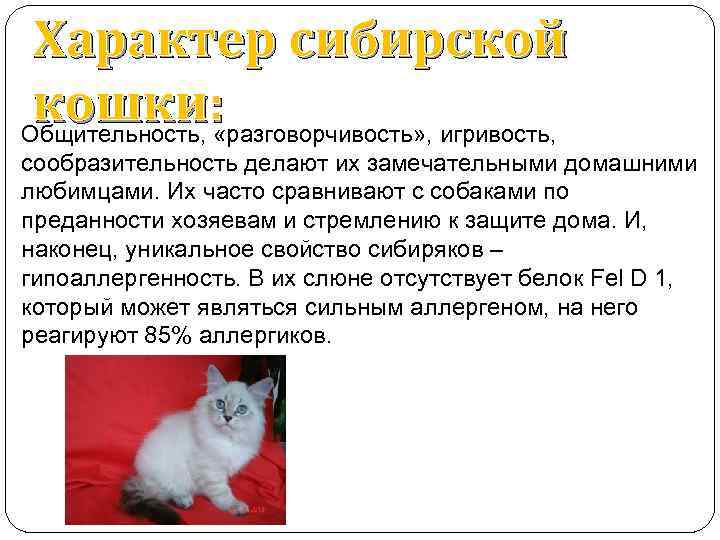 Характер сибирской кошки: Общительность, «разговорчивость» , игривость, сообразительность делают их замечательными домашними любимцами. Их