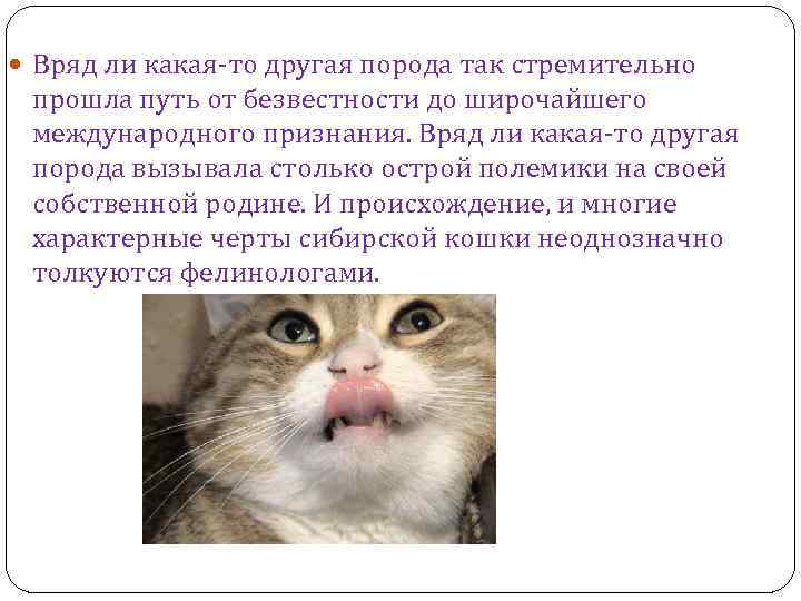  Вряд ли какая-то другая порода так стремительно прошла путь от безвестности до широчайшего
