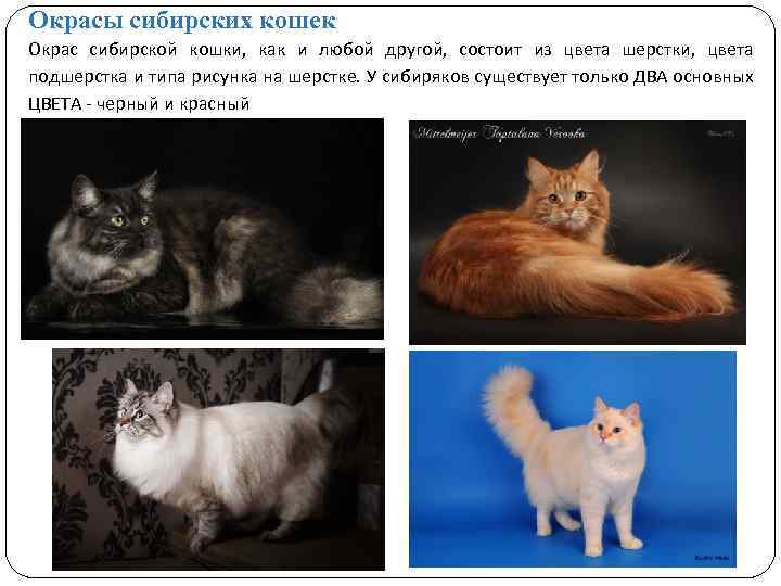 Окрасы сибирских кошек Окрас сибирской кошки, как и любой другой, состоит из цвета шерстки,