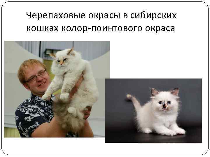 Черепаховые окрасы в сибирских кошках колор-поинтового окраса 
