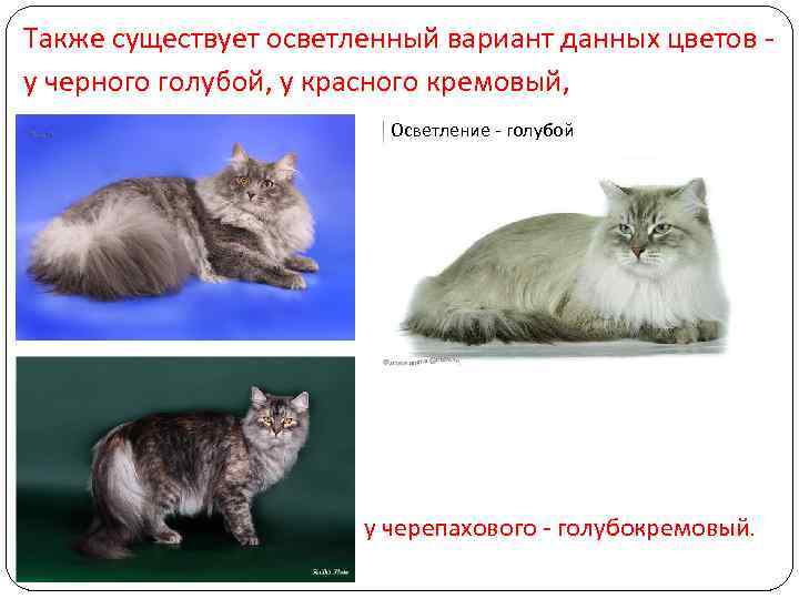 Также существует осветленный вариант данных цветов - у черного голубой, у красного кремовый, Осветление