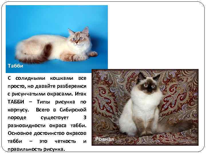 Табби С солидными кошками все просто, но давайте разберемся с рисунчатыми окрасами. Итак ТАББИ