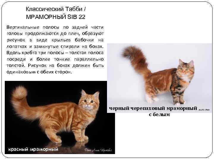 Классический Табби / МРАМОРНЫЙ SIB 22 Вертикальные полосы по задней части головы продолжаются до