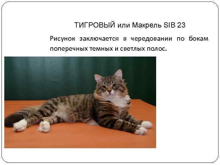 ТИГРОВЫЙ или Макрель SIB 23 Рисунок заключается в чередовании по бокам поперечных темных и