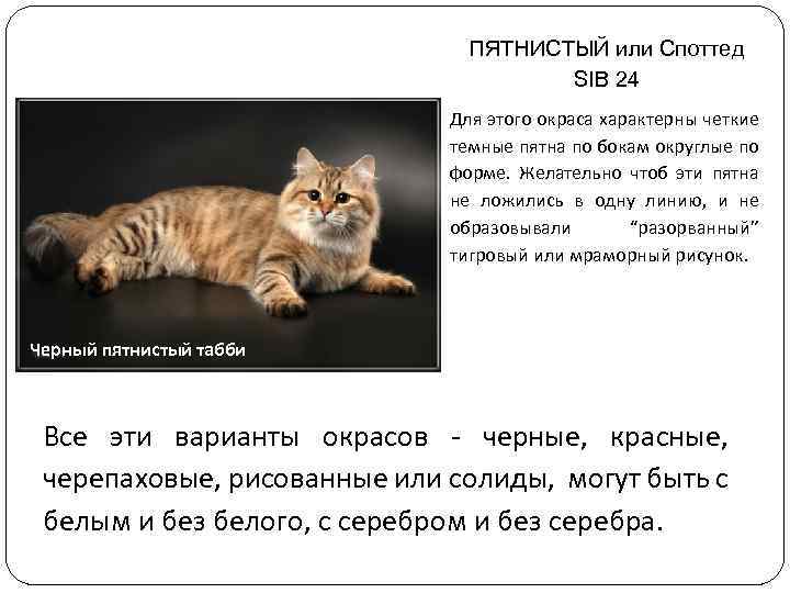 ПЯТНИСТЫЙ или Споттед SIB 24 Для этого окраса характерны четкие темные пятна по бокам