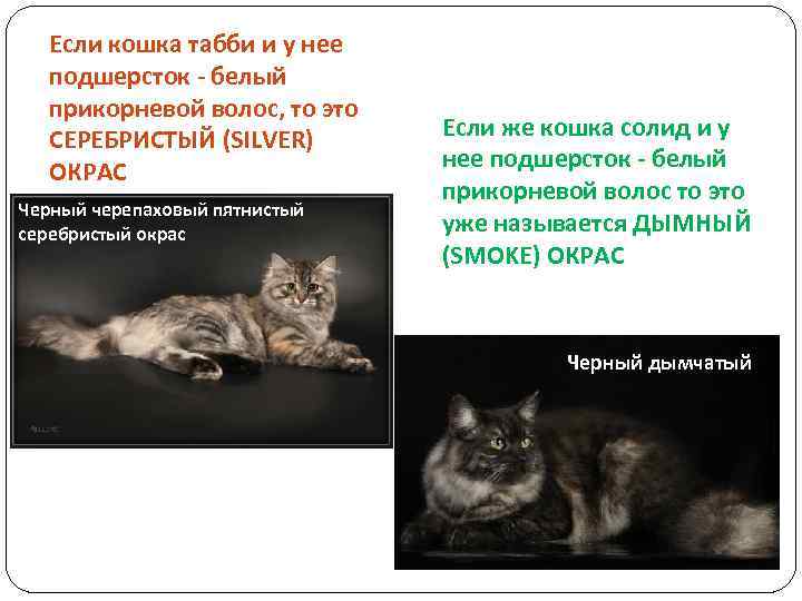 Если кошка табби и у нее подшерсток - белый прикорневой волос, то это СЕРЕБРИСТЫЙ