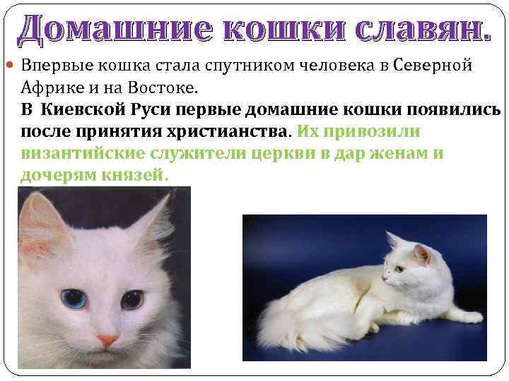 Домашние кошки славян. Впервые кошка стала спутником человека в Северной Африке и на Востоке.