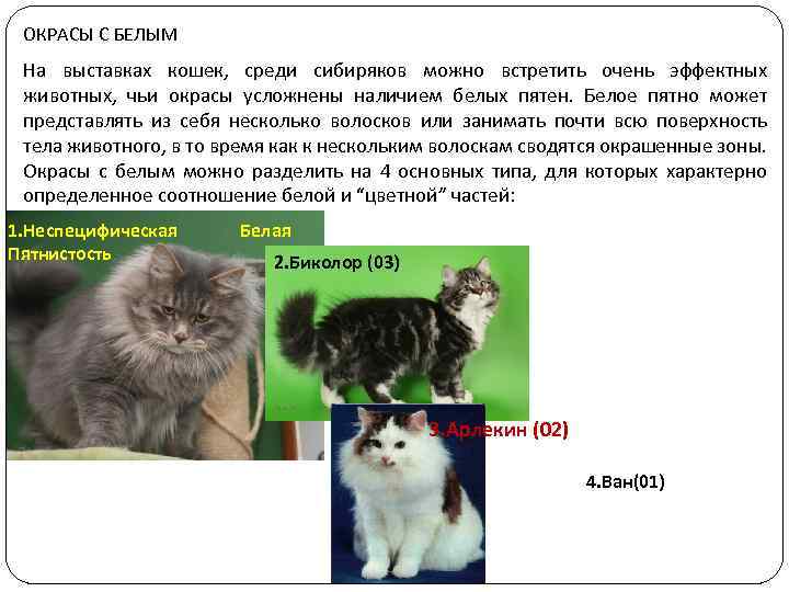 ОКРАСЫ С БЕЛЫМ На выставках кошек, среди сибиряков можно встретить очень эффектных животных, чьи