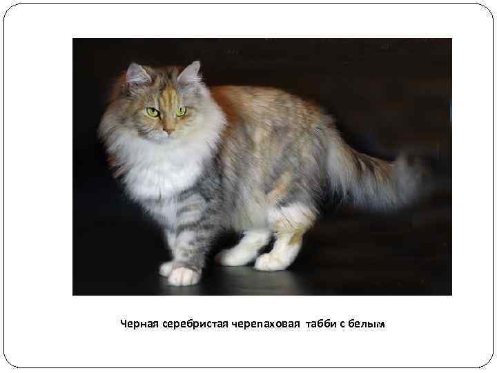 Черная серебристая черепаховая табби с белым 