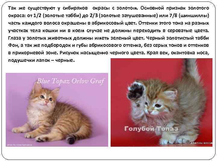 Так же существуют у сибиряков окрасы с золотом. Основной признак золотого окраса: от 1/2