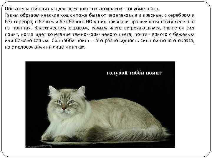 Обязательный признак для всех поинтовых окрасов - голубые глаза. Таким образом невские кошки тоже