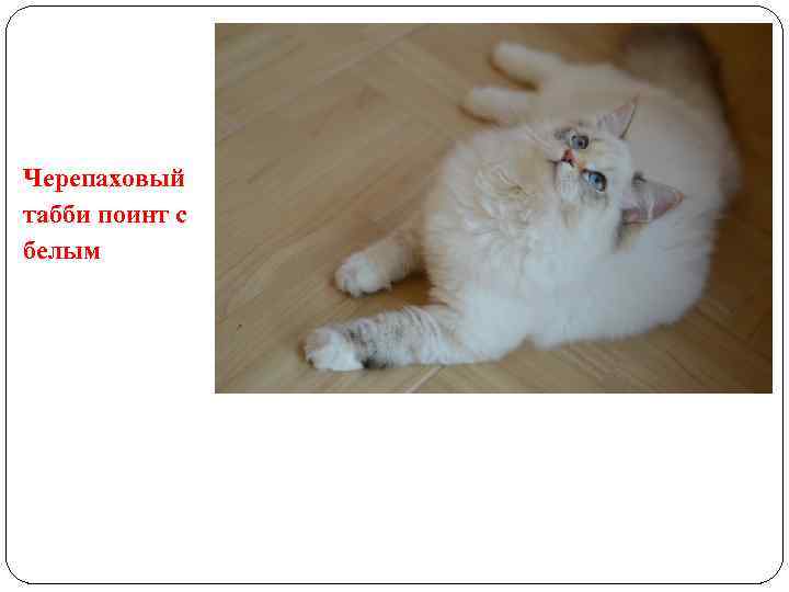 Черепаховый табби поинт с белым 