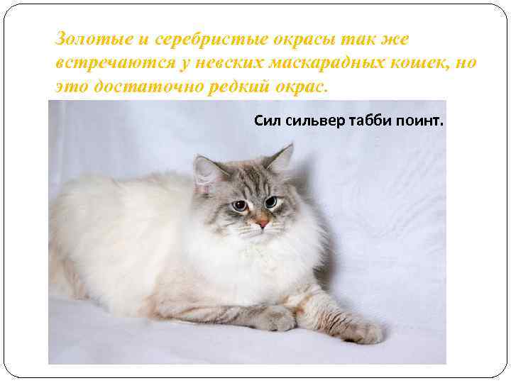 Золотые и серебристые окрасы так же встречаются у невских маскарадных кошек, но это достаточно