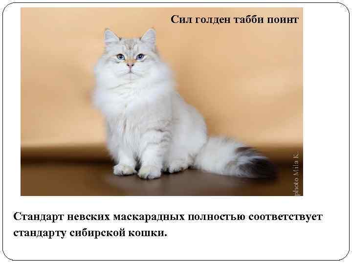 Сил голден табби поинт Стандарт невских маскарадных полностью соответствует стандарту сибирской кошки. 