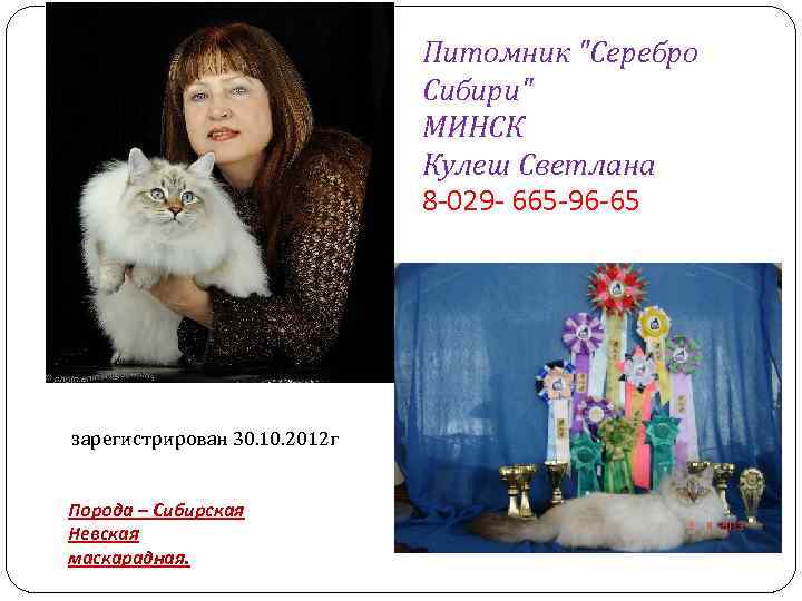 Питомник "Серебро Сибири" МИНСК Кулеш Светлана 8 -029 - 665 -96 -65 зарегистрирован 30.