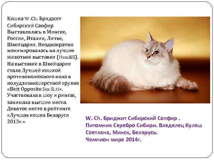 Кошка W. Ch. Бриджит Сибирский Сапфир Выставлялась в Минске, России, Италии, Литве, Швейцарии. Неоднократно