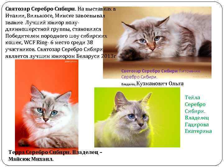 Святозар Серебро Сибири. На выставках в Италии, Вильнюсе, Минске завоевывал звание Лучший юниор полудлинношерстной