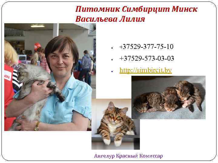 Питомник Симбирцит Минск Васильева Лилия +37529 -377 -75 -10 +37529 -573 -03 -03 http: