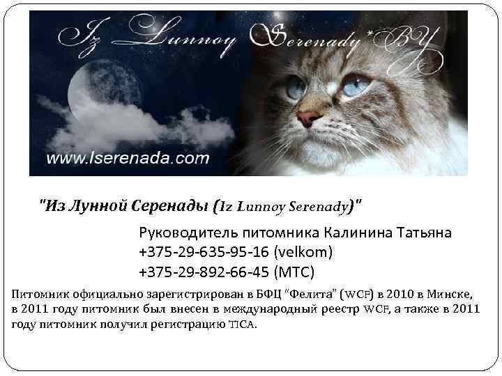 "Из Лунной Серенады (Iz Lunnoy Serenady)" Руководитель питомника Калинина Татьяна +375 -29 -635 -95