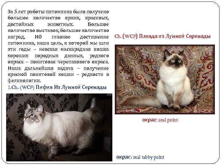 За 5 лет работы питомника было получено большое количество ярких, красивых, достойных животных. Большое