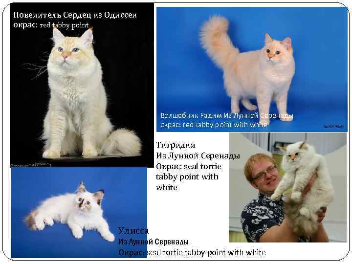 Повелитель Сердец из Одиссеи окрас: red tabby point Волшебник Радим Из Лунной Серенады окрас: