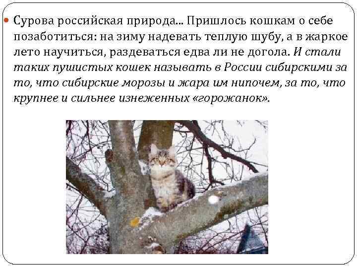  Сурова российская природа. . . Пришлось кошкам о себе позаботиться: на зиму надевать