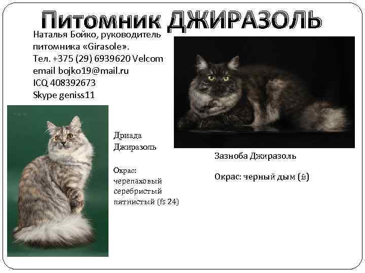 Питомник ДЖИРАЗОЛЬ Наталья Бойко, руководитель питомника «Girasole» . Тел. +375 (29) 6939620 Velcom email