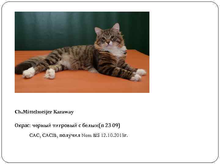 Ch. Mittelmeijer Karaway Окрас: черный тигровый с белым(n 23 09) CAC, CACIB, получил Nom