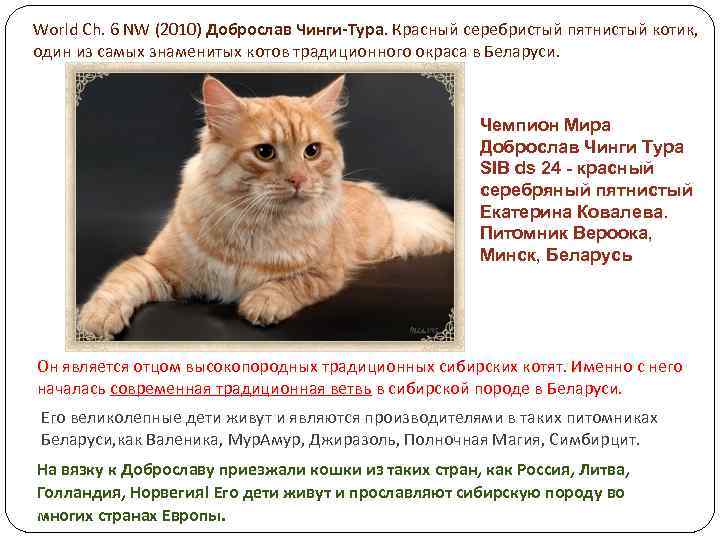World Ch. 6 NW (2010) Доброслав Чинги-Тура. Красный серебристый пятнистый котик, один из самых
