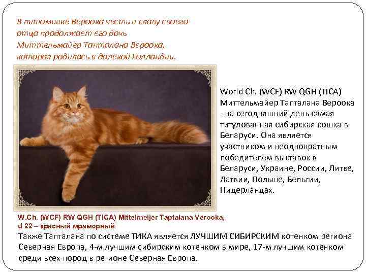 В питомнике Вероока честь и славу своего отца продолжает его дочь Миттельмайер Тапталана Вероока,