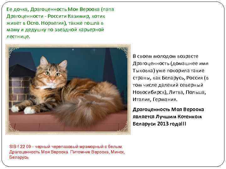 Ее дочка, Драгоценность Моя Вероока (папа Драгоценности - Россити Казимир, котик живет в Осло.