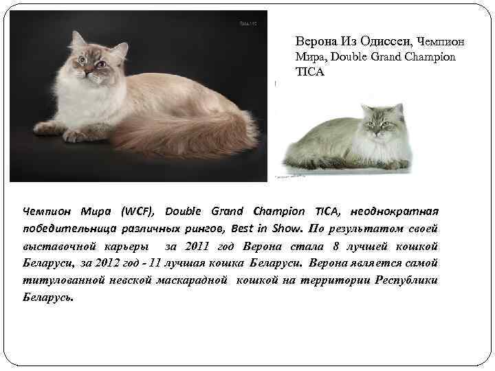 Верона Из Одиссеи, Чемпион Мира, Double Grand Champion TICA Чемпион Мира (WCF), Double Grand