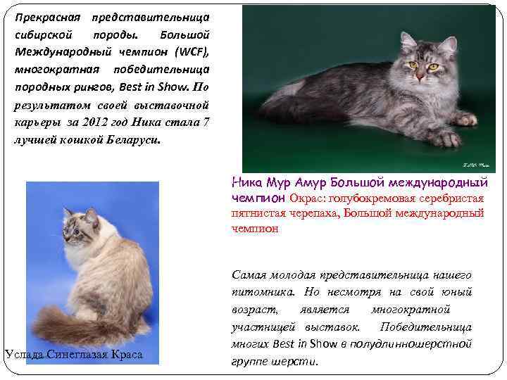 Прекрасная представительница сибирской породы. Большой Международный чемпион (WCF), многократная победительница породных рингов, Best in