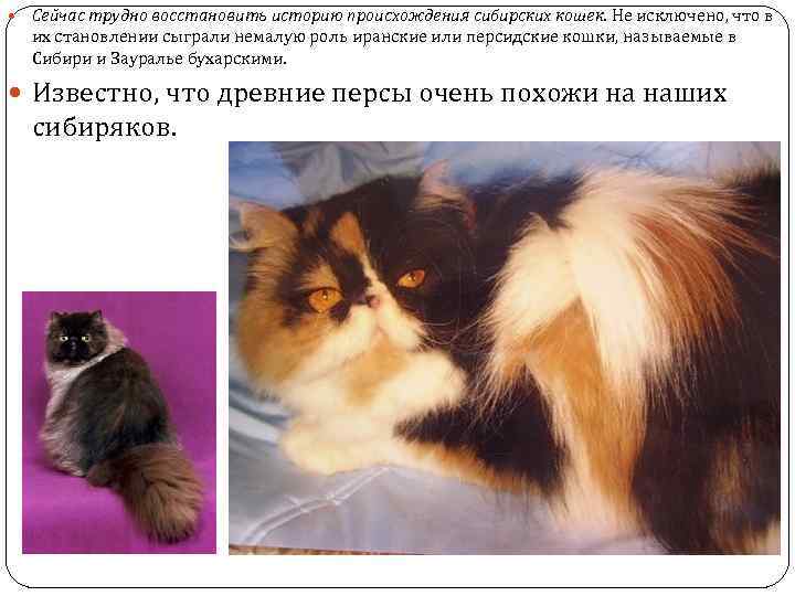  Сейчас трудно восстановить историю происхождения сибирских кошек. Не исключено, что в их становлении