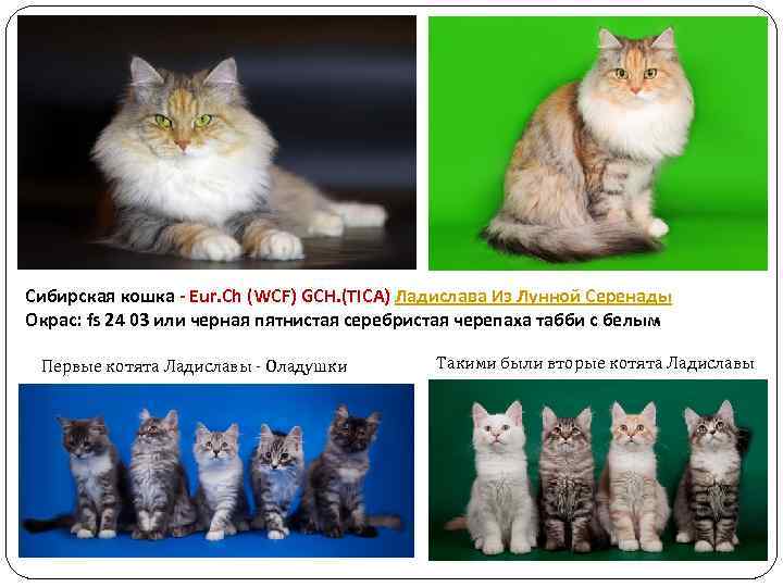Сибирская кошка - Eur. Ch (WCF) GCH. (TICA) Ладислава Из Лунной Серенады Окрас: fs