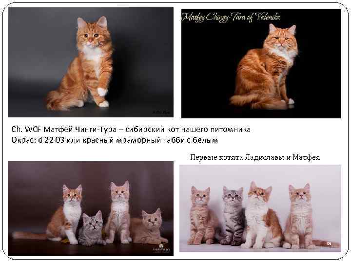 Ch. WCF Матфей Чинги-Тура – сибирский кот нашего питомника Окрас: d 22 03 или