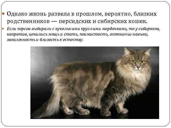  Однако жизнь развела в прошлом, вероятно, близких родственников — персидских и сибирских кошек.