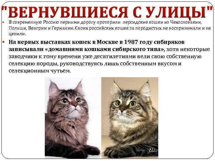 "ВЕРНУВШИЕСЯ С УЛИЦЫ" В современную Россию первыми дорогу проторили персидские кошки из Чехословакии, Польши,