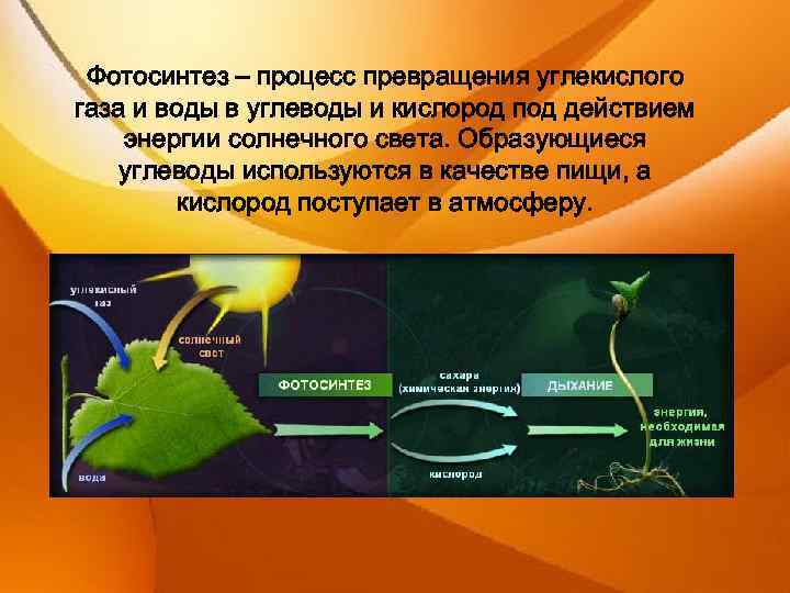 Преобразование энергии света при фотосинтезе схема