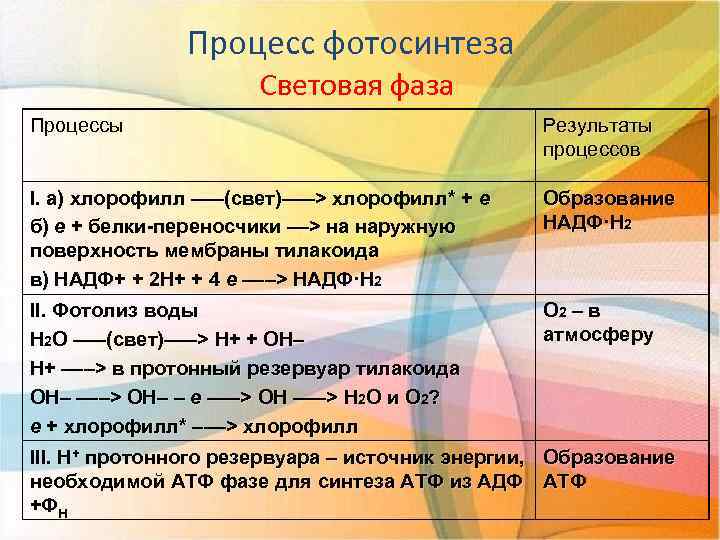 Какие процессы происходят в световую фазу