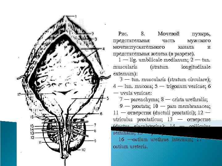 Где находится мочеиспускательный канал у женщин строение фото