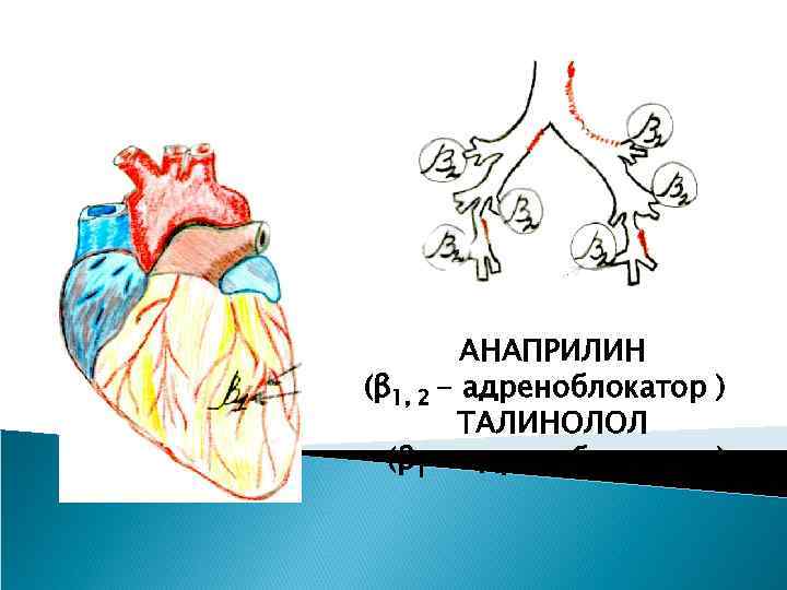 АНАПРИЛИН (β 1, 2 - адреноблокатор ) ТАЛИНОЛОЛ (β 1 - адреноблокатор ) 