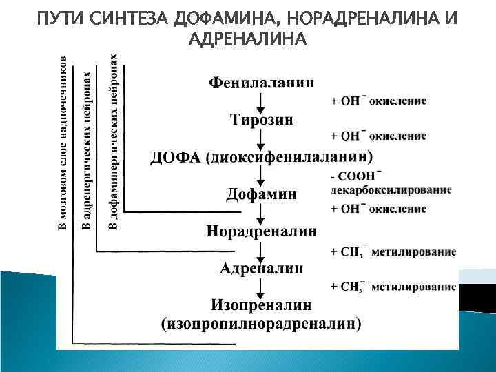 ПУТИ СИНТЕЗА ДОФАМИНА, НОРАДРЕНАЛИНА И АДРЕНАЛИНА 