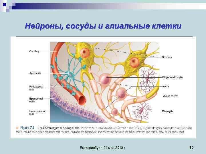 Нейроны, сосуды и глиальные клетки Екатеринбург, 21 мая 2013 г. 10 