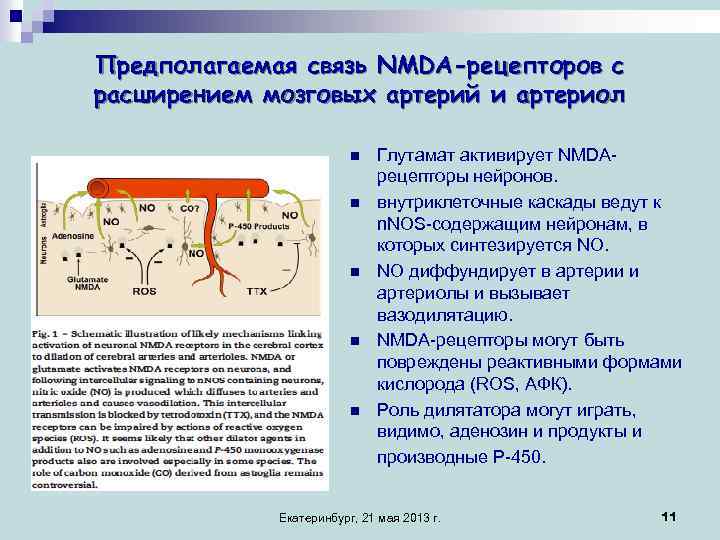 Предполагаемая связь NMDA-рецепторов с расширением мозговых артерий и артериол n n n Глутамат активирует