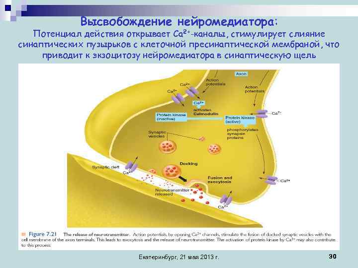 Высвобождение нейромедиатора: Потенциал действия открывает Са 2+-каналы, стимулирует слияние синаптических пузырьков с клеточной пресинаптической
