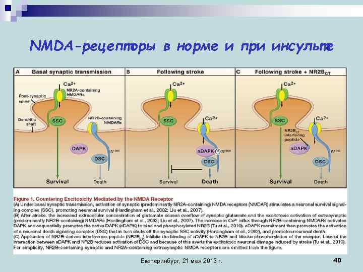 Nmda рецепторы это