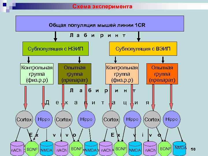 Схема эксперимента Общая популяция мышей линии 1 CR Л а б и р и