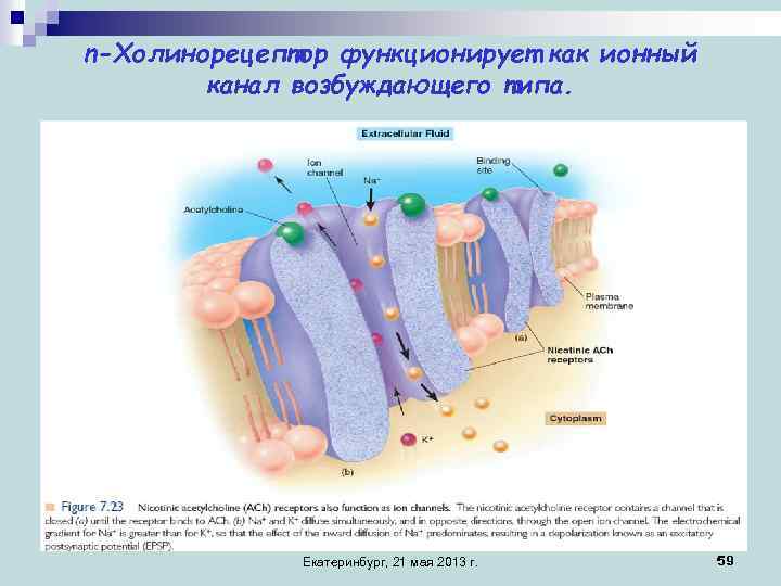n-Холинорецептор функционирует как ионный канал возбуждающего типа. Екатеринбург, 21 мая 2013 г. 59 